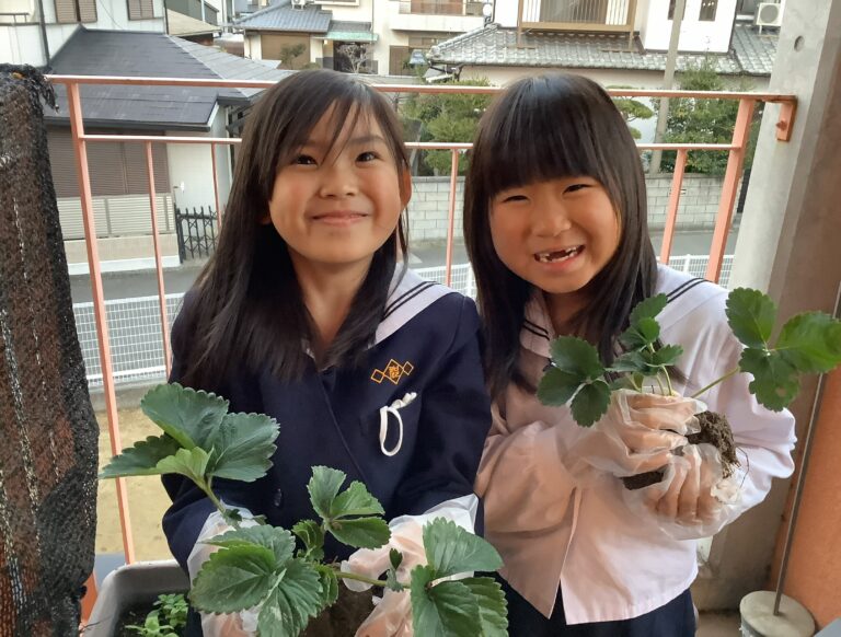 いちごの苗をもらったよ！